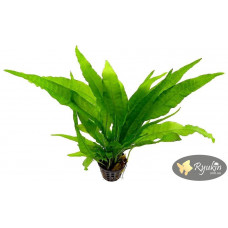 Папороть Тайландська (Microsorum Pteropus)