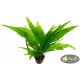 Папороть Тайландська (Microsorum Pteropus)