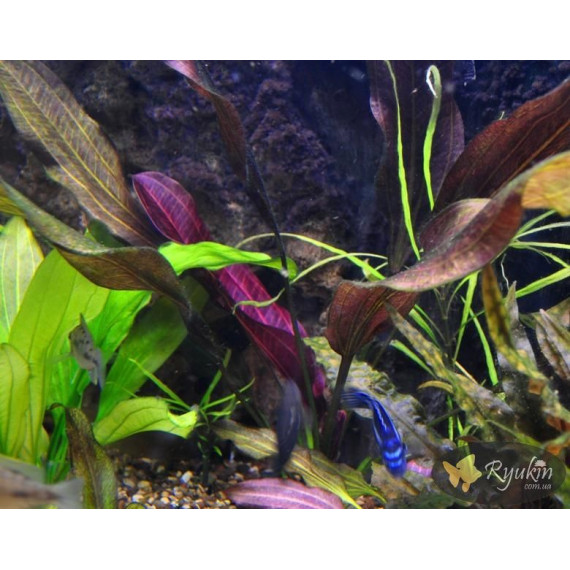 Эхинодорус Огни Св. Эльма (Echinodorus Sankt Elmsfeuer)