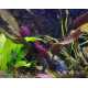Эхинодорус Огни Св. Эльма (Echinodorus Sankt Elmsfeuer)