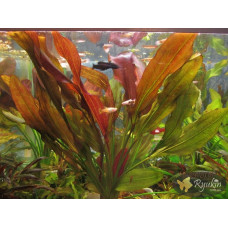 Эхинодорус Огни Св. Эльма (Echinodorus Sankt Elmsfeuer)