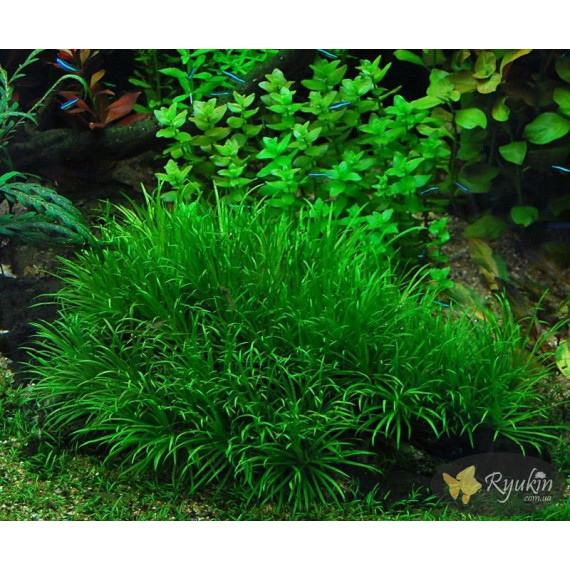 Японіка Блікса (Blyxa Japonica)