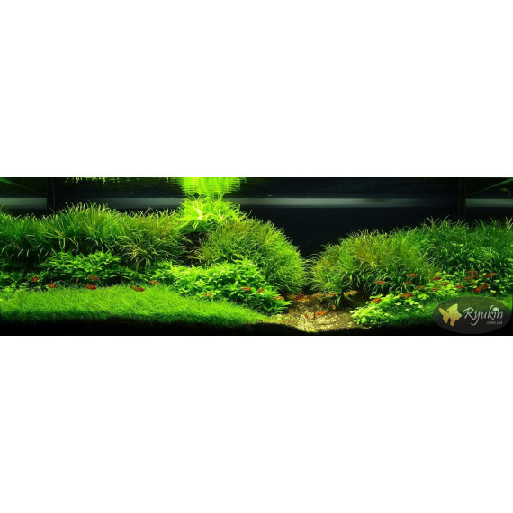 Японіка Блікса (Blyxa Japonica)