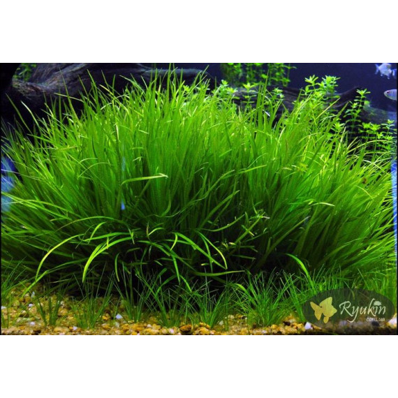 Японіка Блікса (Blyxa Japonica)