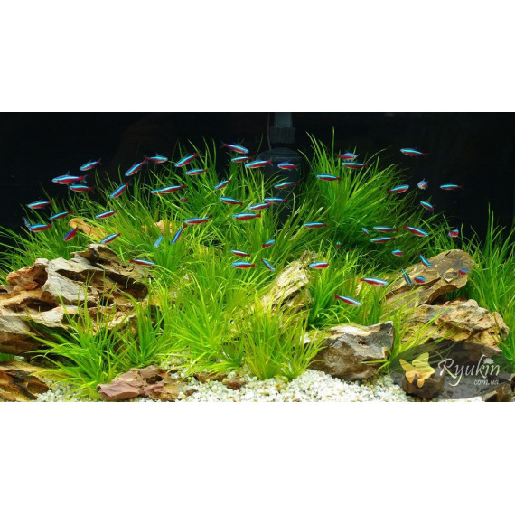 Японіка Блікса (Blyxa Japonica)