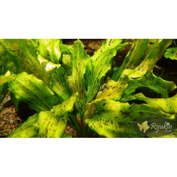 Ехінодорус Оцелот Зелений (Echinodorus Ozelot Green)