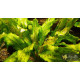 Ехінодорус Оцелот Зелений (Echinodorus Ozelot Green)