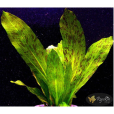 Эхинодорус Оцелот Зеленый (Echinodorus Ozelot Green)