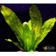 Ехінодорус Оцелот Зелений (Echinodorus Ozelot Green)