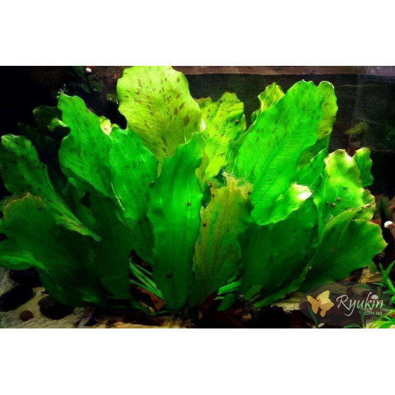 Ехінодорус Оцелот Зелений (Echinodorus Ozelot Green)