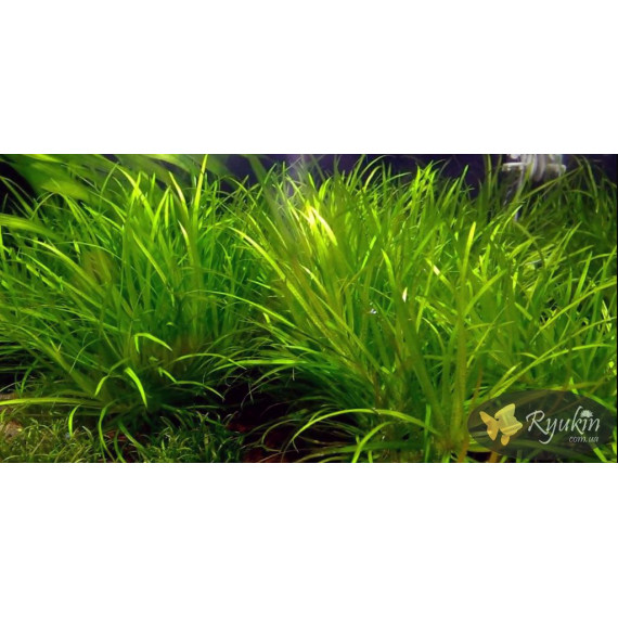 Японіка Блікса (Blyxa Japonica)