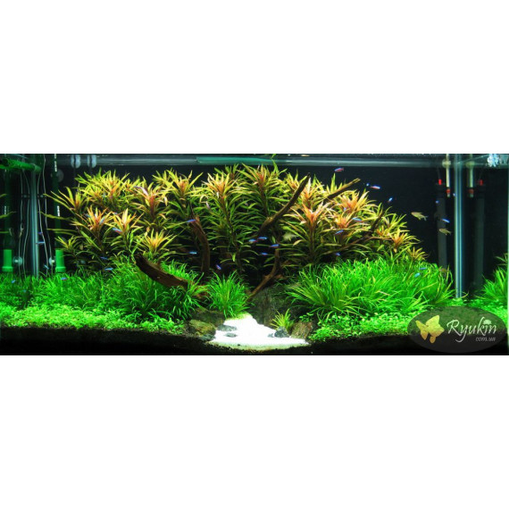 Японіка Блікса (Blyxa Japonica)