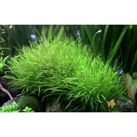 Японика Бликса (Blyxa Japonica)