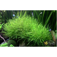 Японіка Блікса (Blyxa Japonica)