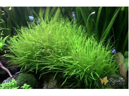 Японика Бликса (Blyxa Japonica)
