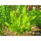 Ехінодорус Оцелот Зелений (Echinodorus Ozelot Green)
