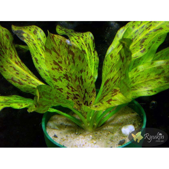 Ехінодорус Оцелот Зелений (Echinodorus Ozelot Green)