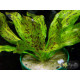 Ехінодорус Оцелот Зелений (Echinodorus Ozelot Green)