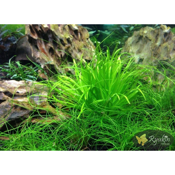 Японіка Блікса (Blyxa Japonica)