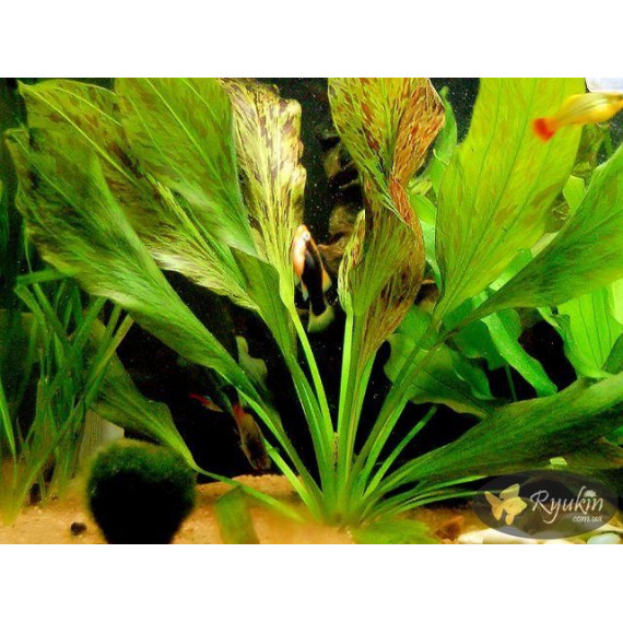 Ехінодорус Оцелот Зелений (Echinodorus Ozelot Green)
