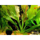 Ехінодорус Оцелот Зелений (Echinodorus Ozelot Green)