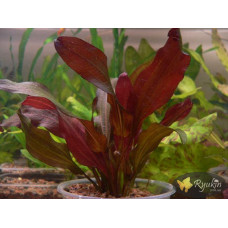 Эхинодорус Регина Хильдебрандт (Echinodorus Regine Hildebrandt)
