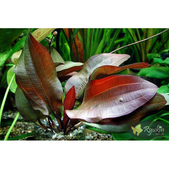 Эхинодорус Регина Хильдебрандт (Echinodorus Regine Hildebrandt)