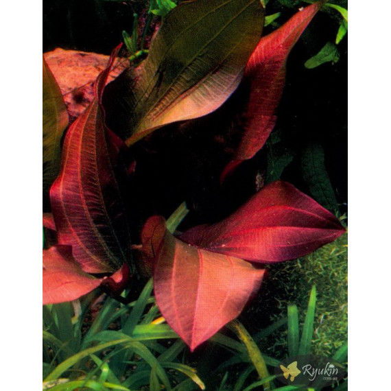 Эхинодорус Регина Хильдебрандт (Echinodorus Regine Hildebrandt)