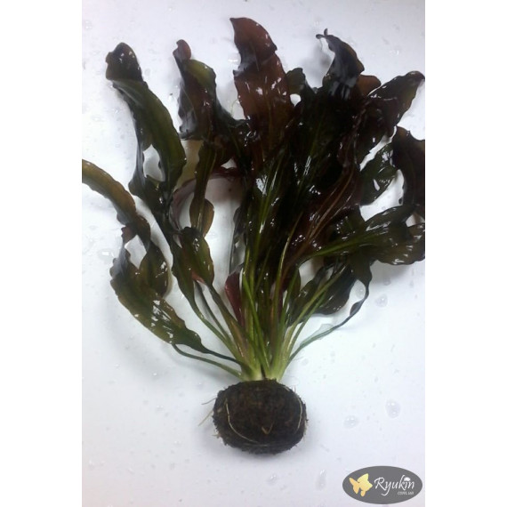 Эхинодорус Филиппова Синусоид (Echinodorus Sinusoid)
