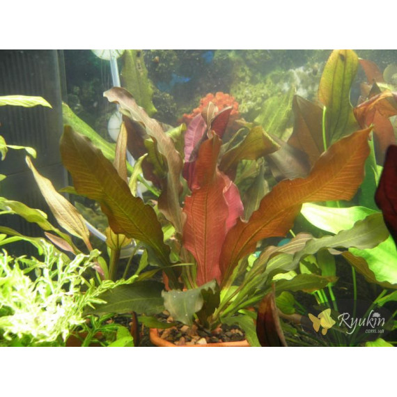 Эхинодорус Филиппова Синусоид (Echinodorus Sinusoid)