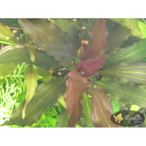 Эхинодорус Филиппова Синусоид (Echinodorus Sinusoid)