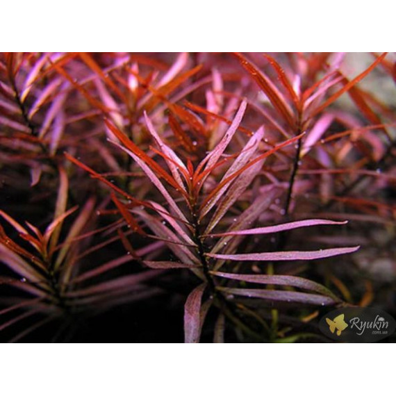 Людвигия Аркуата (Ludwigia Arcuata)