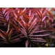 Людвигия Аркуата (Ludwigia Arcuata)