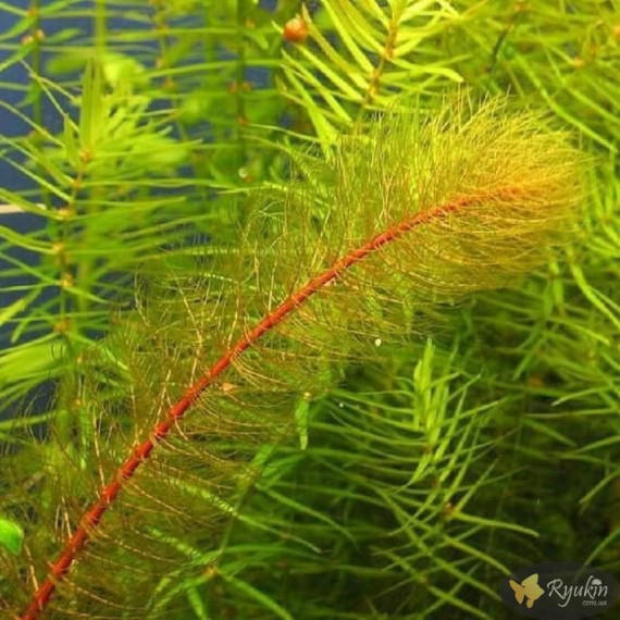 Перистолистник Красностебельный (Myriophyllum Heterophyllum)