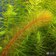 Перистолистник Красностебельный (Myriophyllum Heterophyllum)