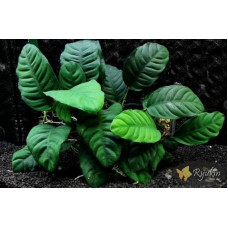 Анубіас Кофефолія (Anubias Coffeefolia)