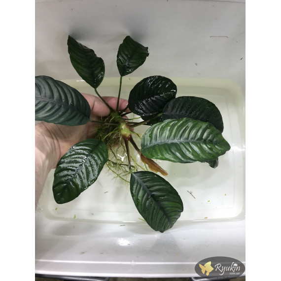 Анубіас Кофефолія (Anubias Coffeefolia)