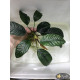 Анубіас Кофефолія (Anubias Coffeefolia)