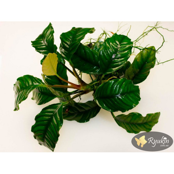 Анубіас Кофефолія (Anubias Coffeefolia)