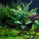 Анубіас Кофефолія (Anubias Coffeefolia)