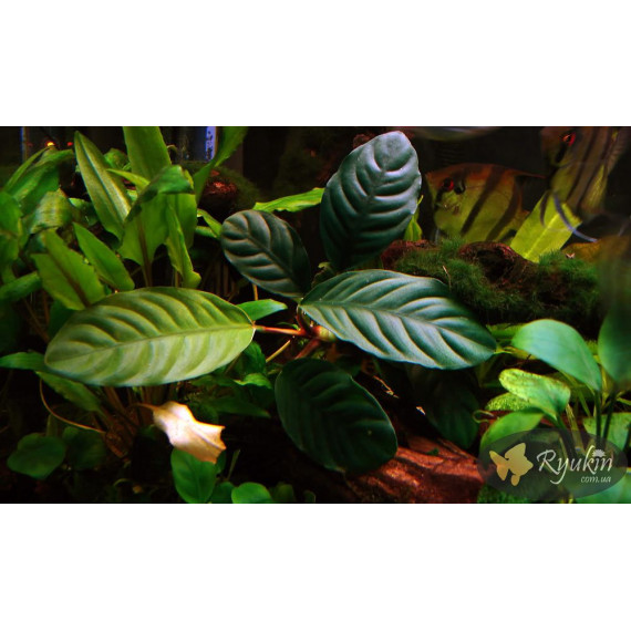 Анубіас Кофефолія (Anubias Coffeefolia)