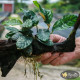 Анубіас Кофефолія (Anubias Coffeefolia)