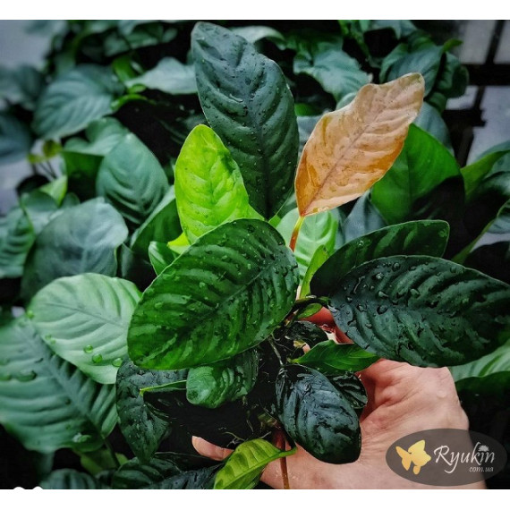 Анубіас Кофефолія (Anubias Coffeefolia)