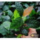 Анубіас Кофефолія (Anubias Coffeefolia)