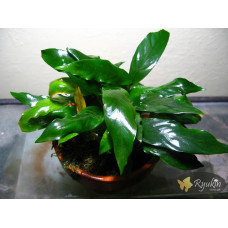 Анубіас Мініма (Anubias Minima)