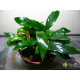 Анубіас Мініма (Anubias Minima)