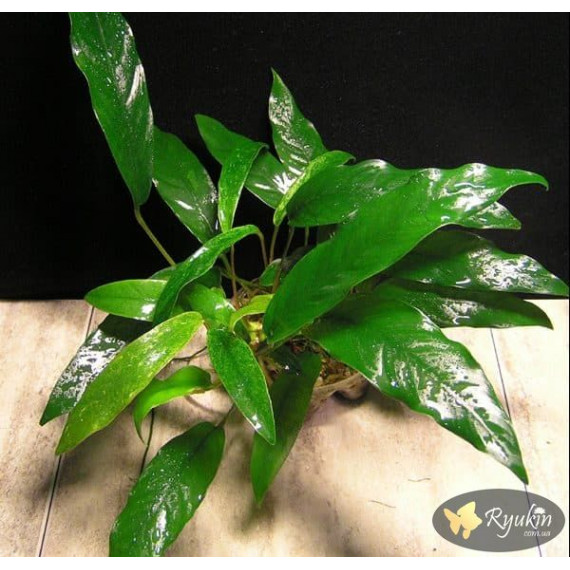 Анубіас Мініма (Anubias Minima)