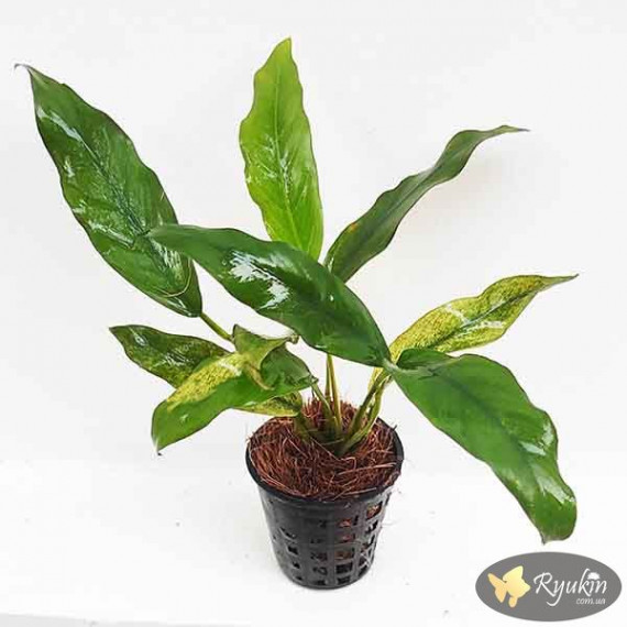 Анубіас Мініма (Anubias Minima)