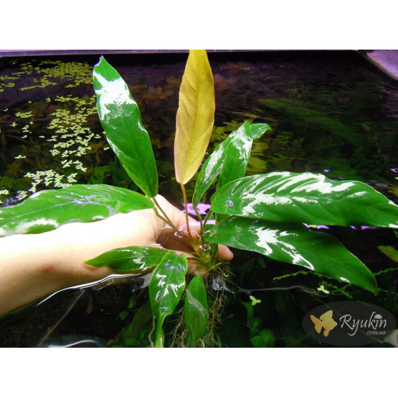 Анубіас Мініма (Anubias Minima)