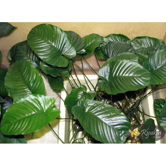 Анубіас Каладіфолія (Anubias Caladiifolia)